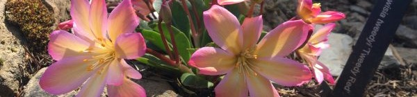 Yoga in Nature (In-Person at Hoyt Arboretum)