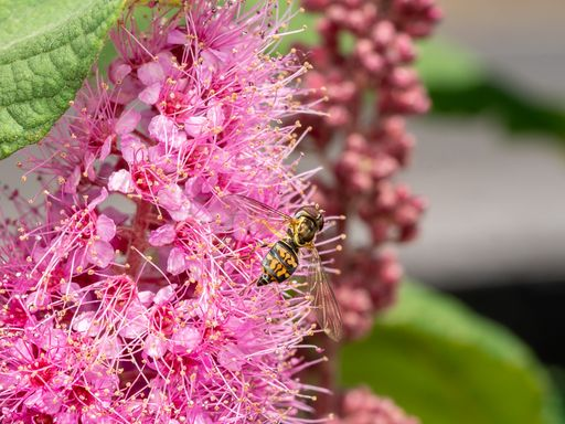 The Bees’ Needs: Plants & Pollinators of the PNW- Virtual Workshop