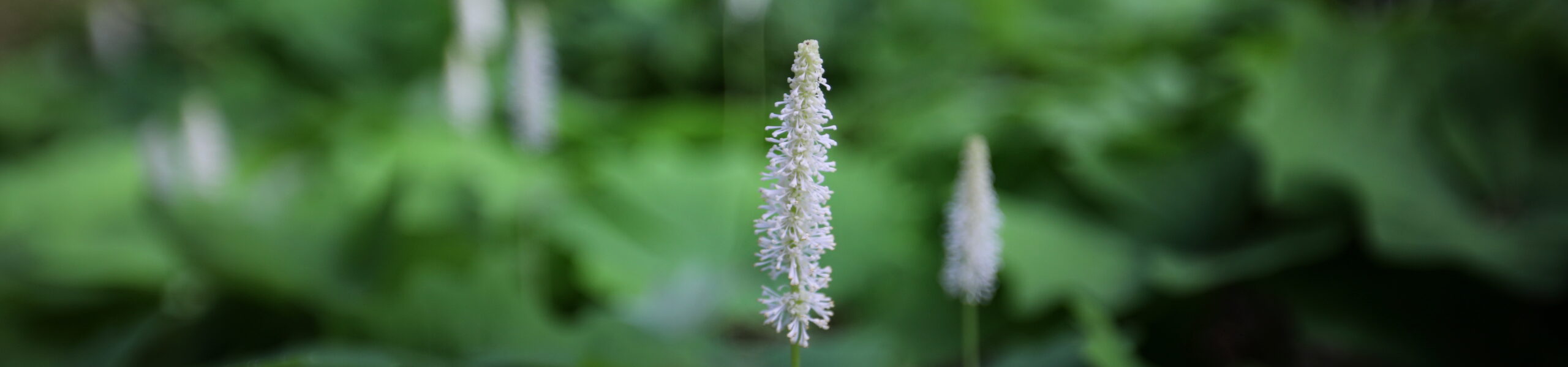 Yoga in Nature (In-Person at Hoyt Arboretum)