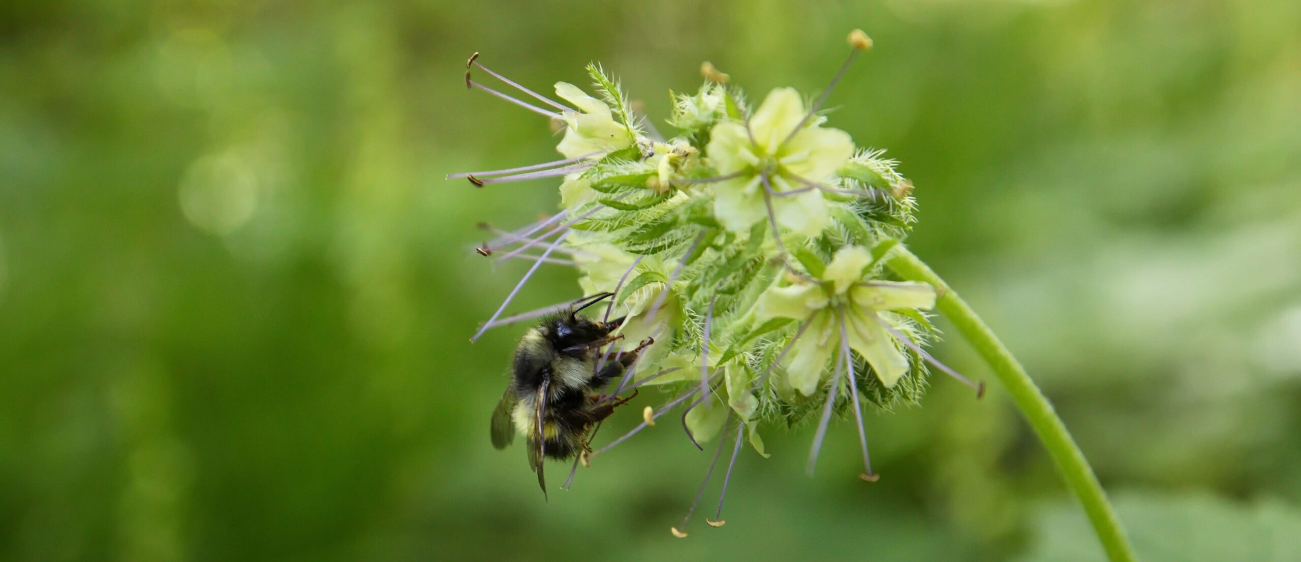 Family Forest Day- Pollinator Play Time