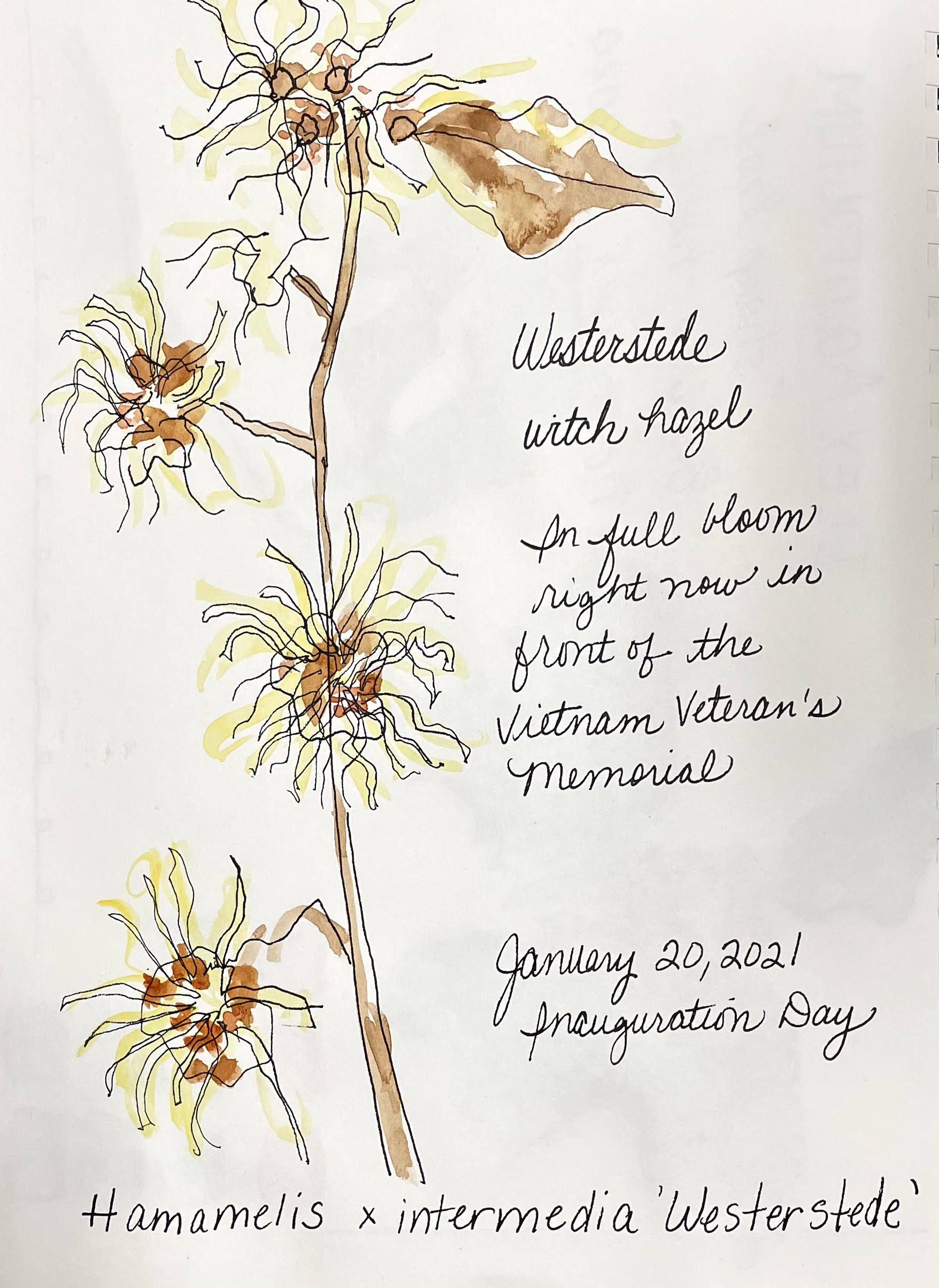 Nature Journaling (In-Person at Hoyt Arboretum)