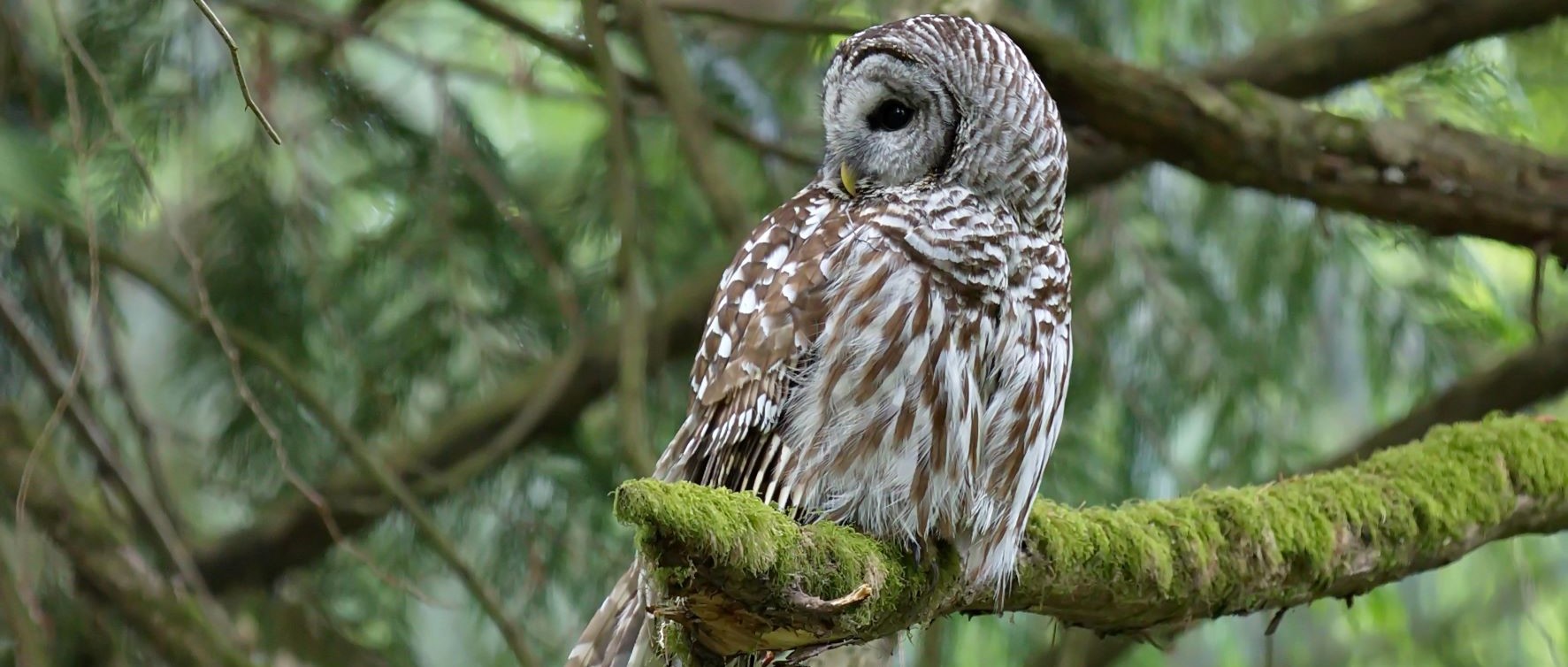 All About Owls (Virtual)