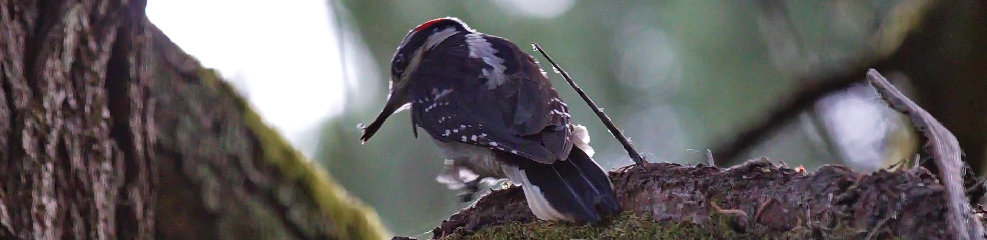 Forest Birds (Virtual)