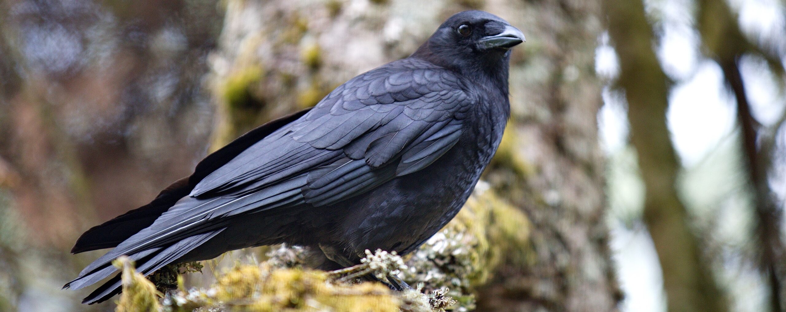 Curious about Corvids? (Virtual)