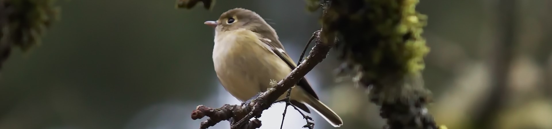 Little Brown Birds (Virtual)