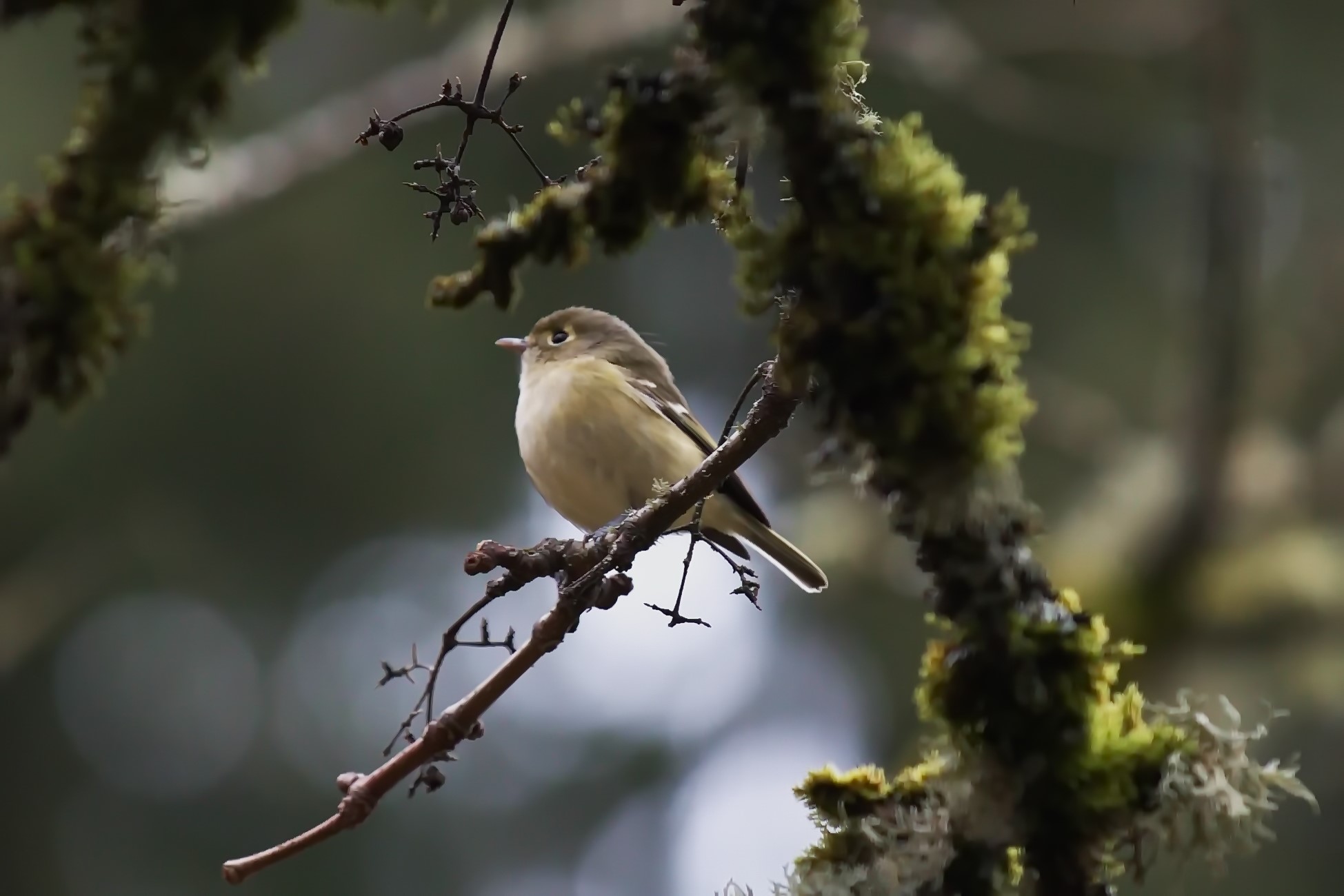 Family Forest Day: Birds! (free, family event)