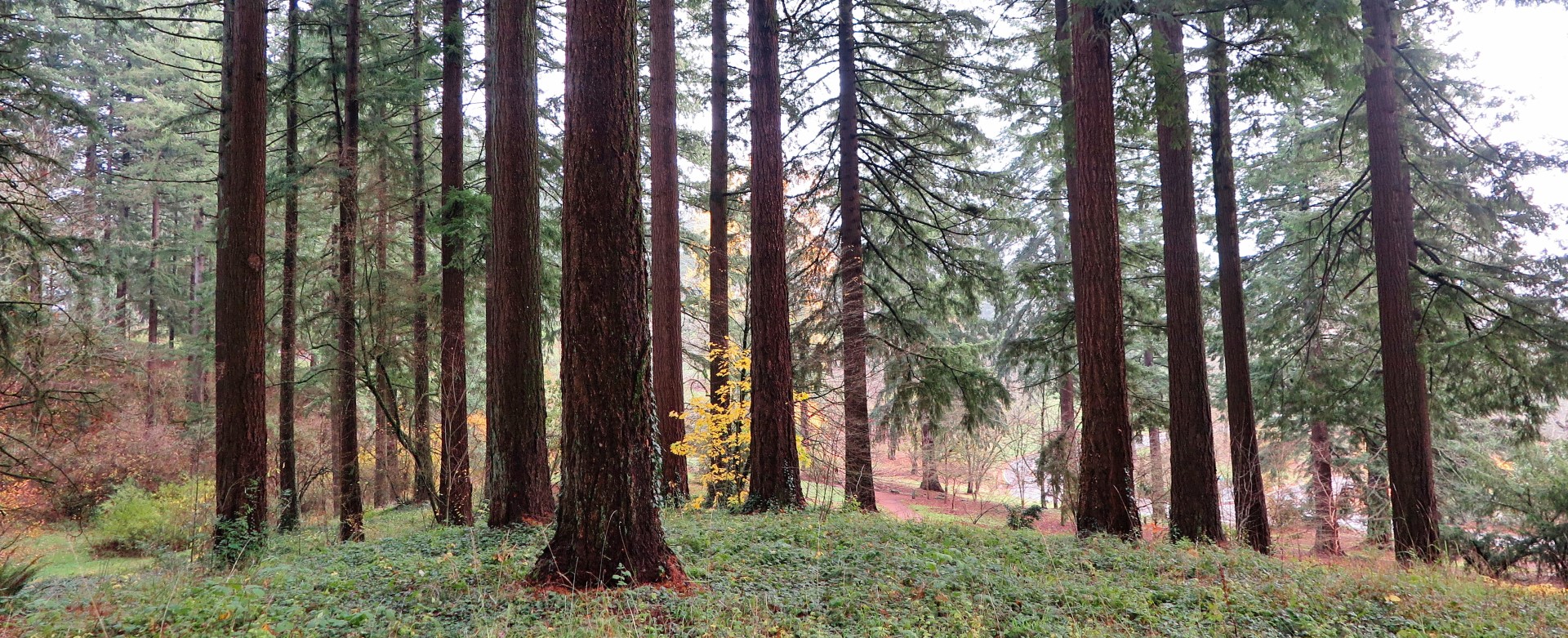 Forest Bathing Expanded (in-person, outside)