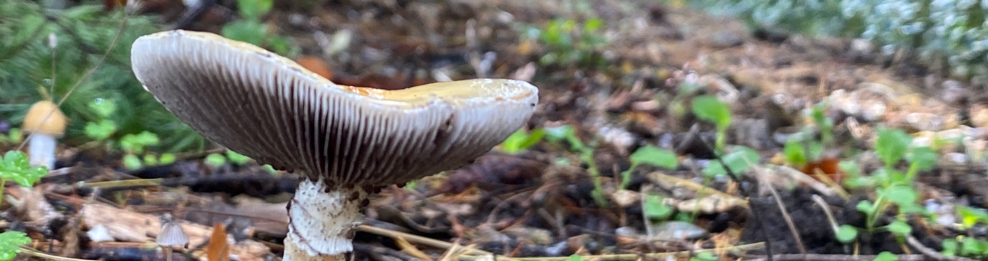 Mushrooms and Fungal Ecology (in-person, outside)