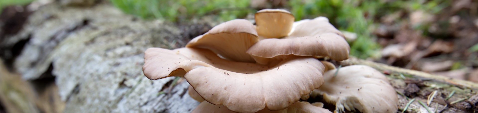 FULL-Common Spring Mushrooms (Virtual & In-person Walk 4/9)