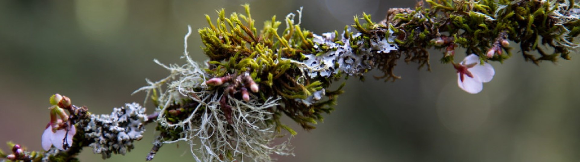 FULL-Lichens: Learn and Sketch (in-person, outside)