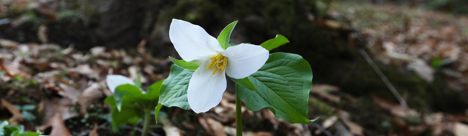 Native Wildflower ID (in-person, outside)