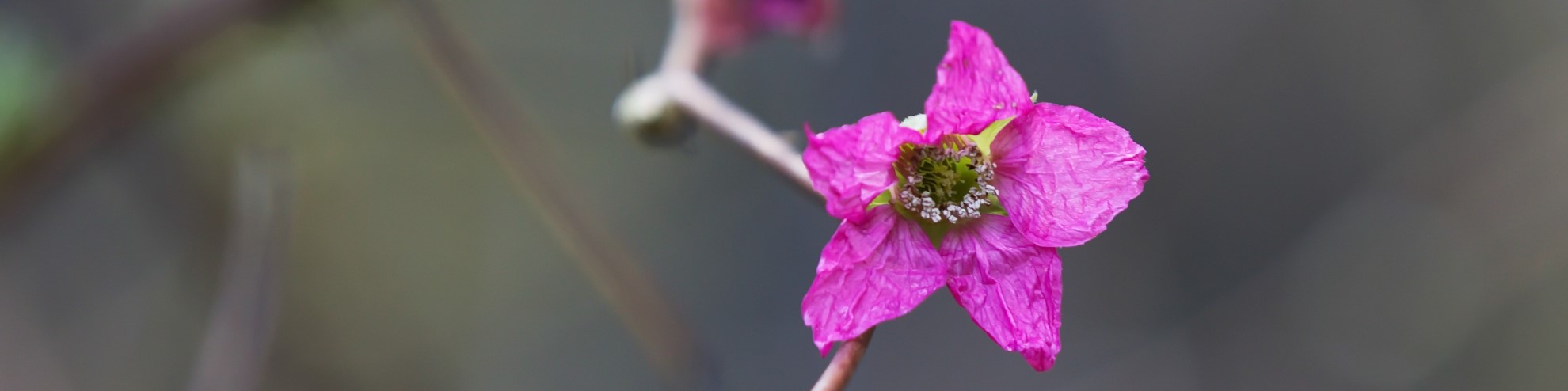 Healing Herbs of the Arboretum (in-person, outside)