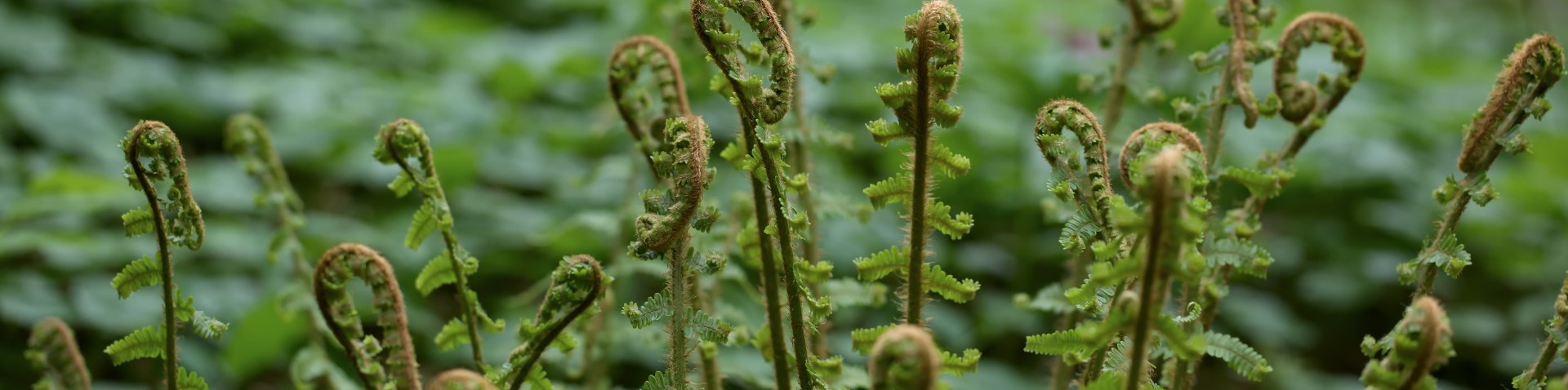 Ferns of the PNW (in-person, outside)