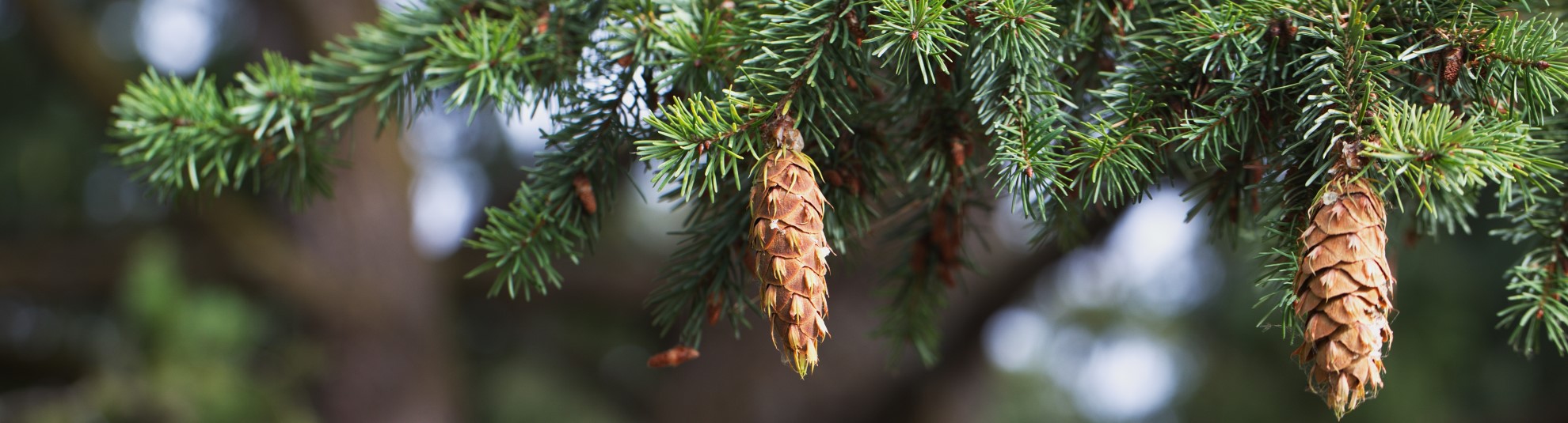 PNW Conifer Tree Walk (in-person, outside)