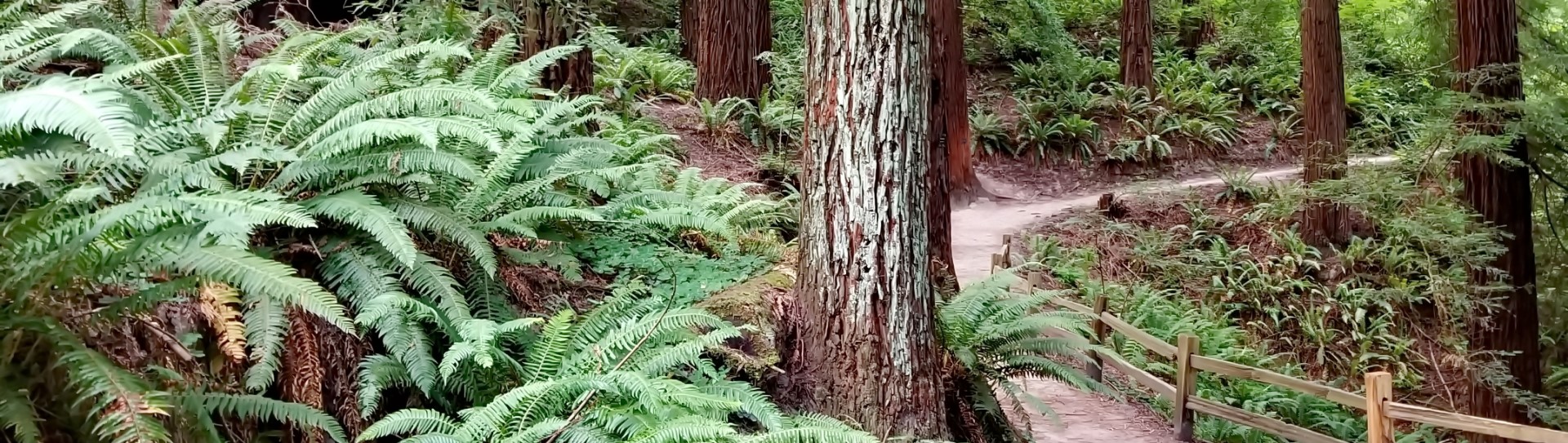 FULL-Redwoods and Other Colorful Trees (in-person, outside)