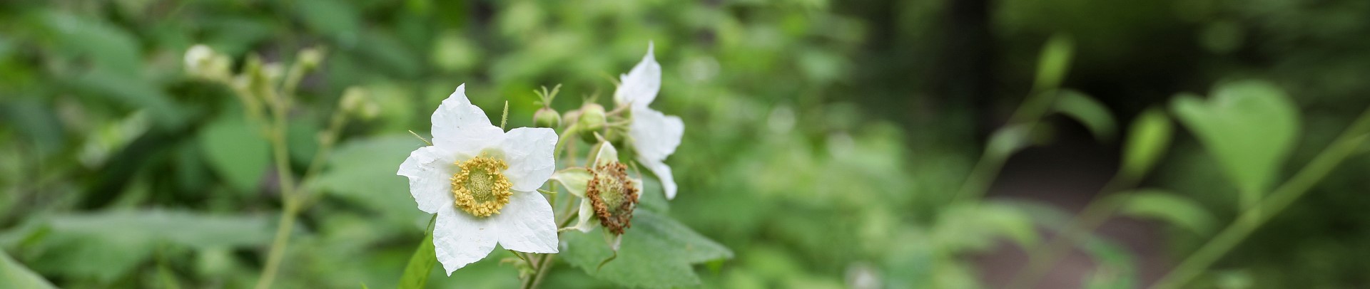 Welcome the Summer Solstice (in-person, outside)