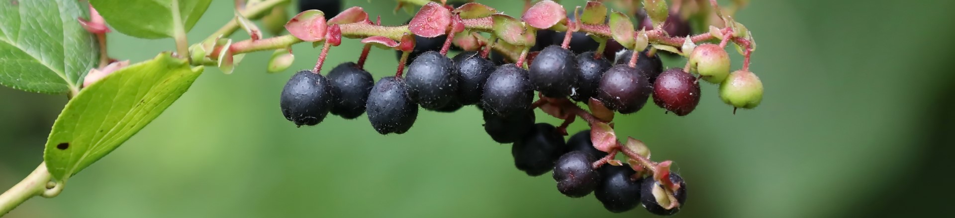 Pop-Up Nature: Native Berries (free, family event)
