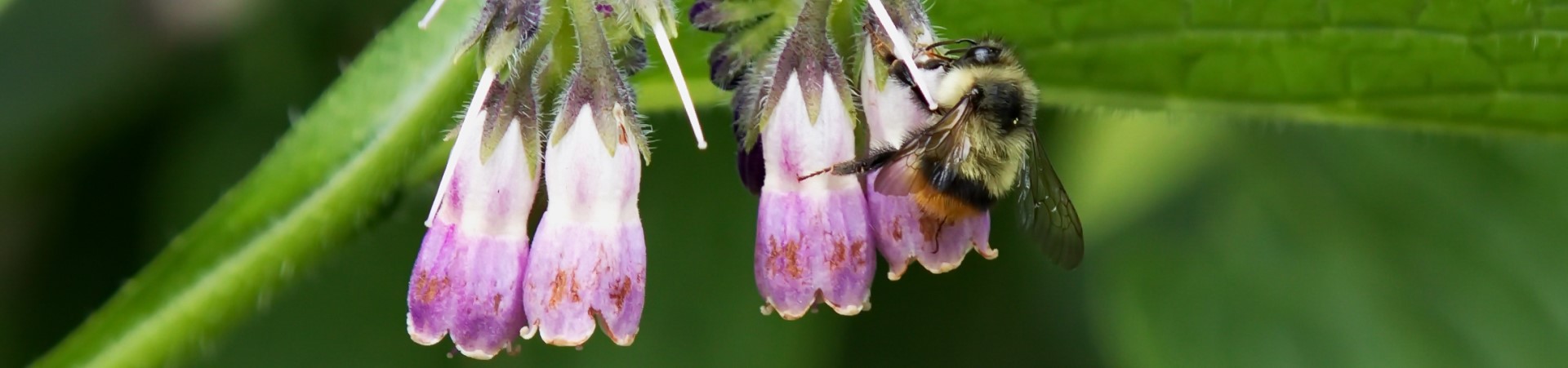 A Bee or Not a Bee? (youth program, outside)