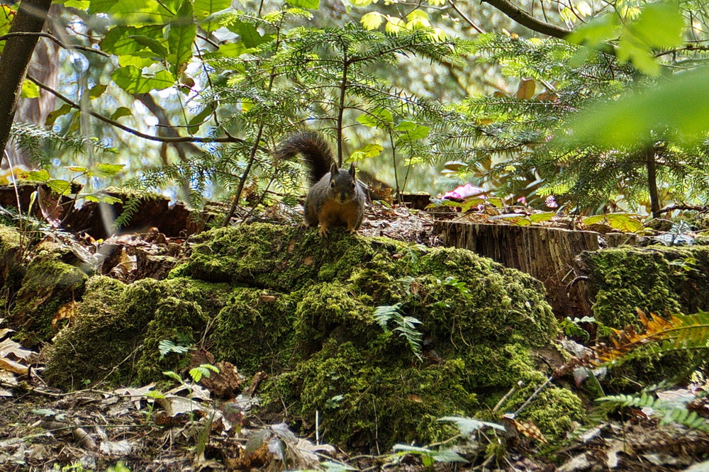 Pop-Up Nature: Animal Habitat (free, family event)