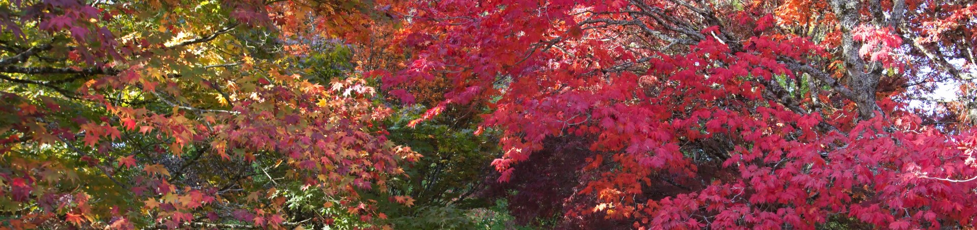 Magnificent Maples and Their Colors