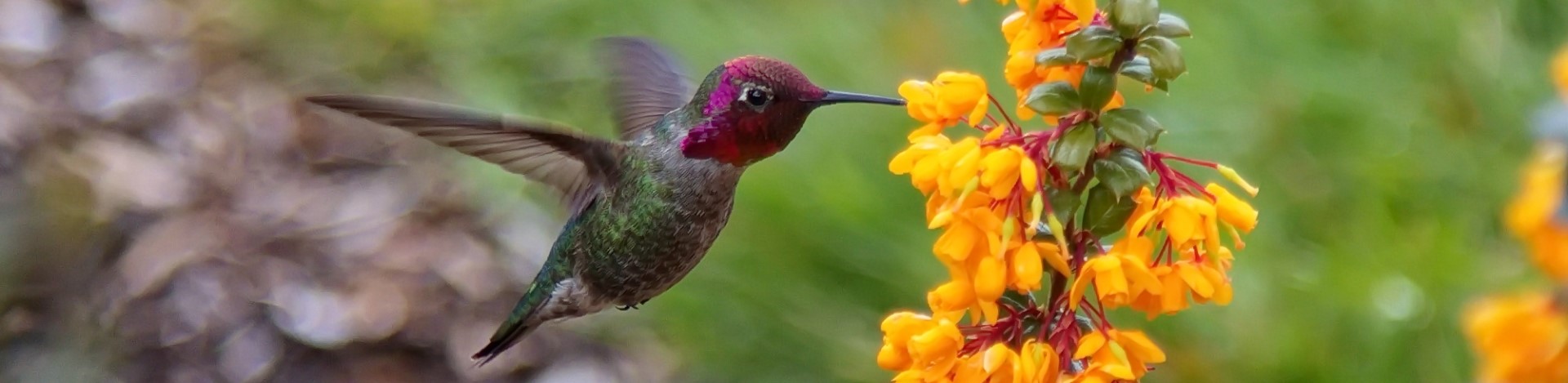 Lovely Hummingbirds (Virtual)