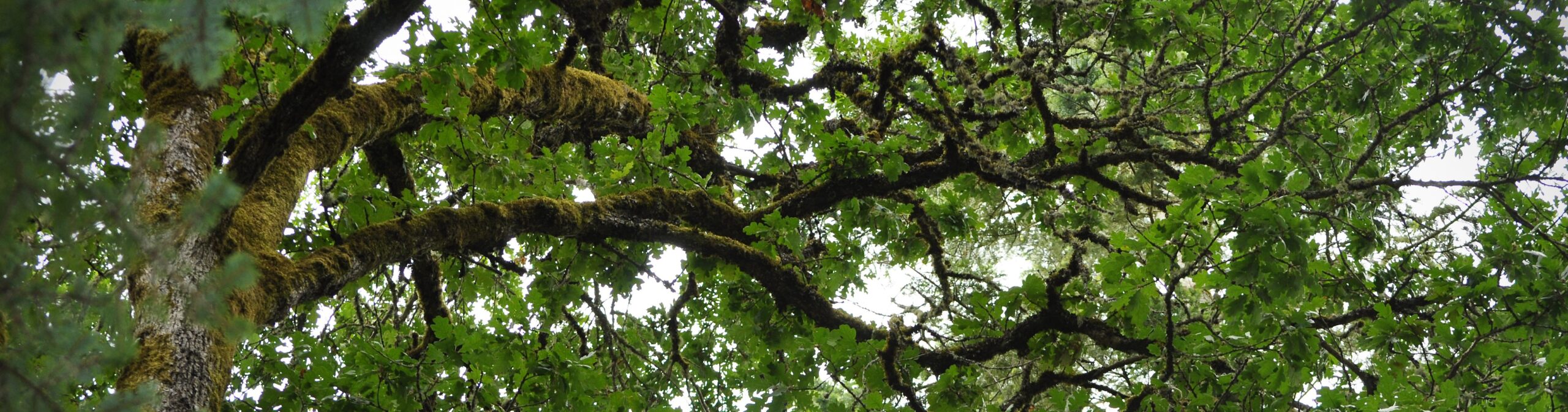 Common Street Tree Walk (in-person, outside)