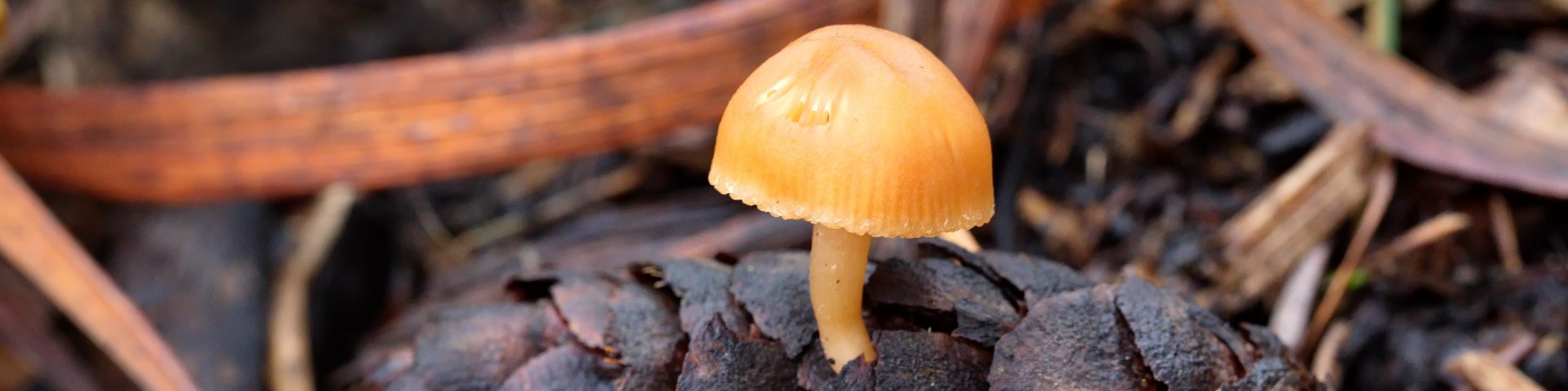 FULL-Mushroom Discovery Walk (in-person, outside)