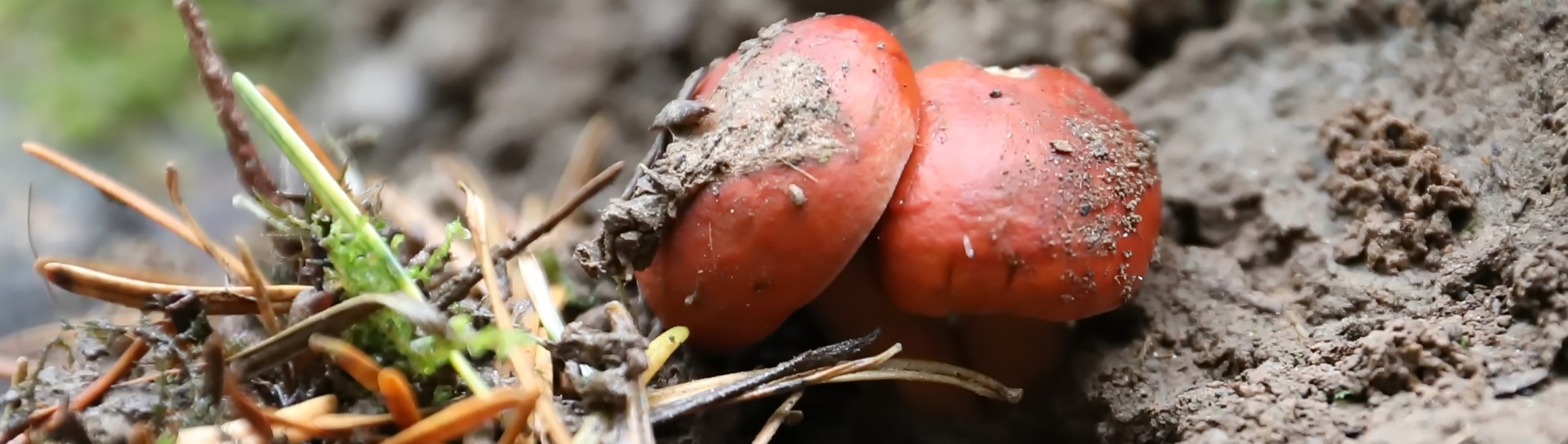 WAITLIST – Fall Mushroom Discovery