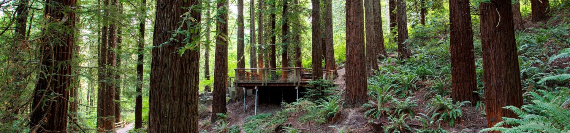 Tall slender trunks of redwood trees line a trail that fades into the background and a wooden deck sits in the middle background of the forest scene.