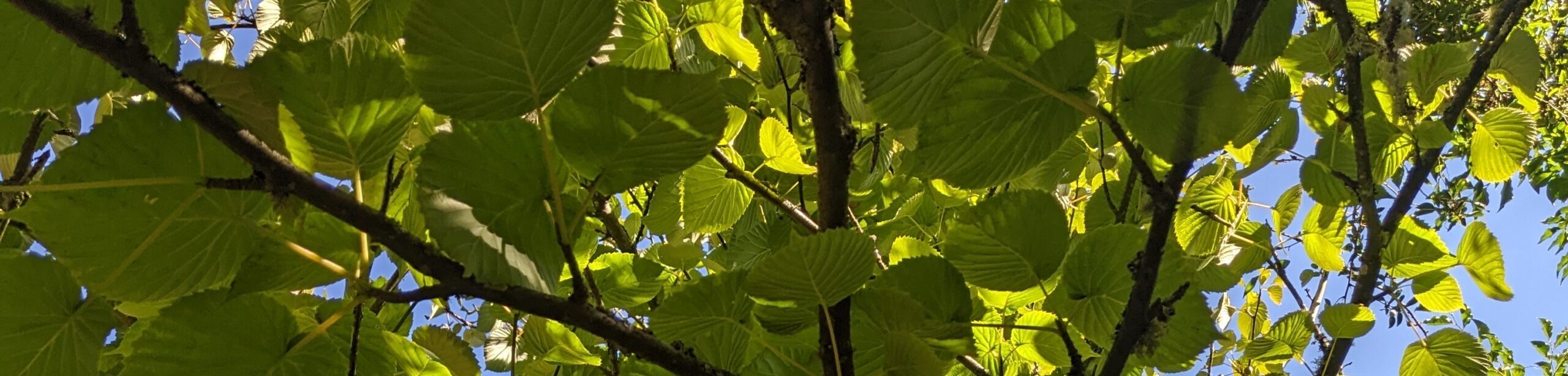 Fraxinus and Emerald Ash Borer Tour