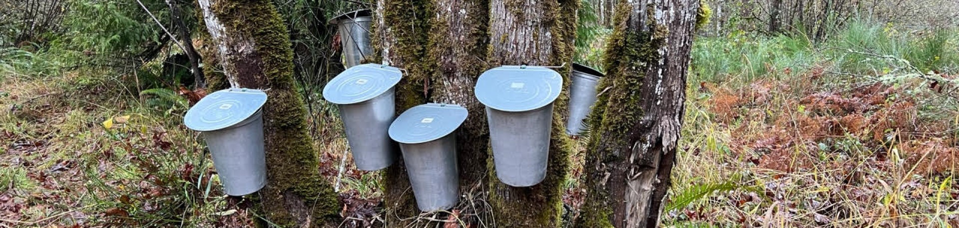 WAITLIST-Winter Maple Sugaring Class and Demonstration (in-person, outside)