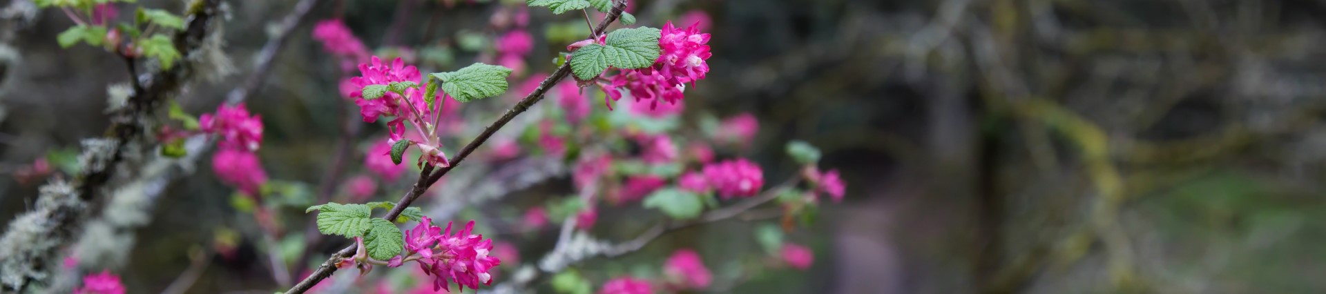 WAITLIST – Healing Herbs of the Arboretum (in-person, outside)