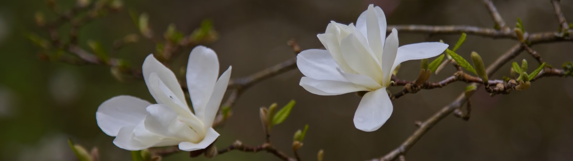 Flowering Trees Walk (in-person, outside)