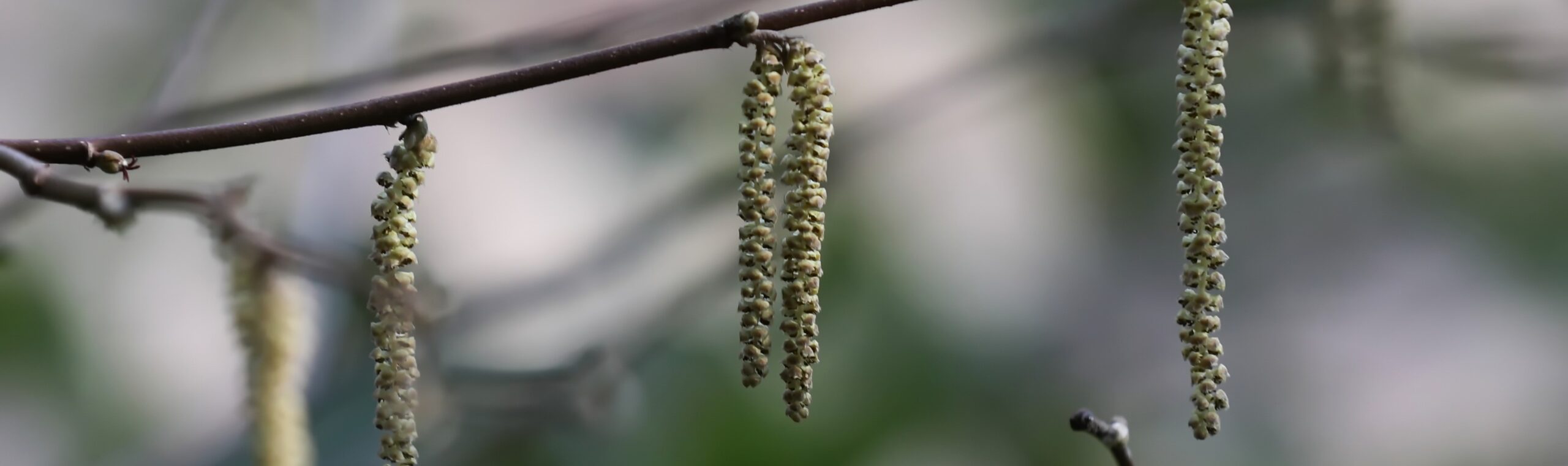 Volunteer Plant Walk & Talk