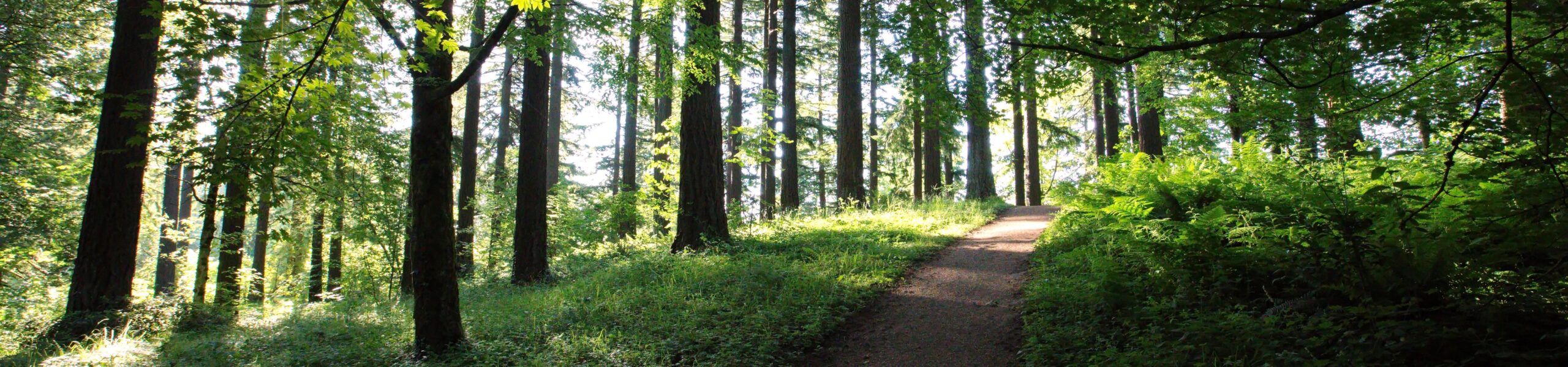 WAITLIST – Queer & Trans Community Forest Bathing