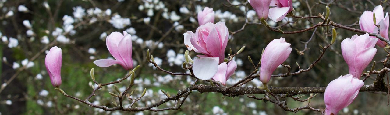 Exploring Spring Blooms at the Arboretum