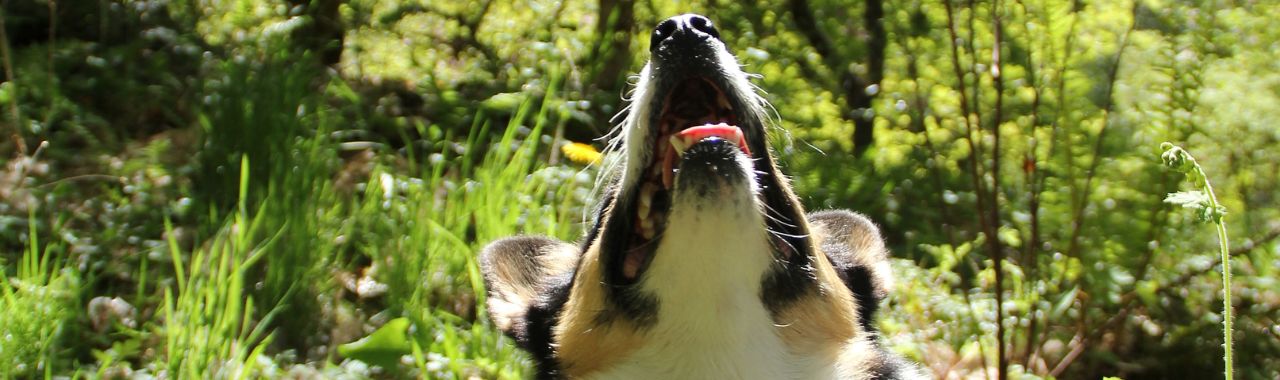 Hoyt Arboretum Dog of the Month: Mr. Peppers