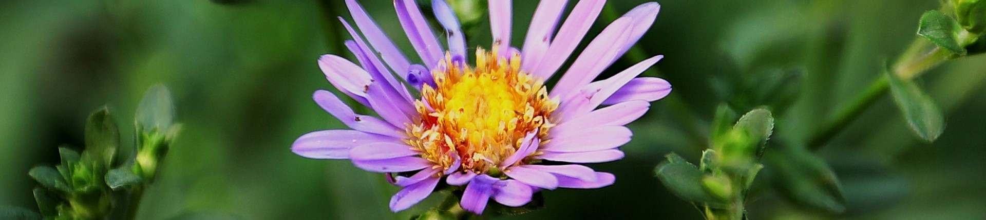 WAITLIST – Healing Herbs of the Arboretum