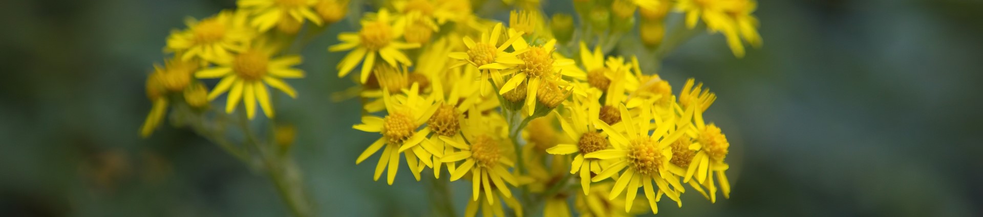 Healing Herbs of the Arboretum