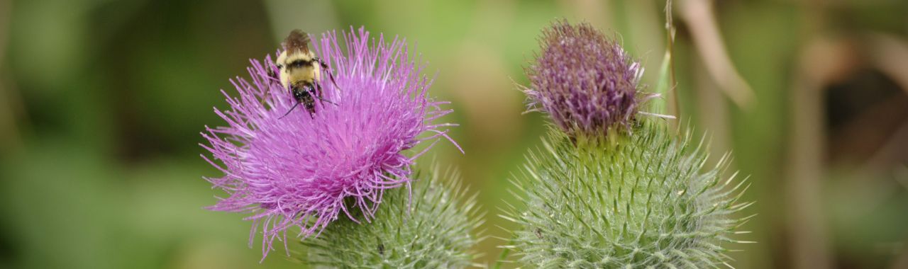 Bees & Trees Walk
