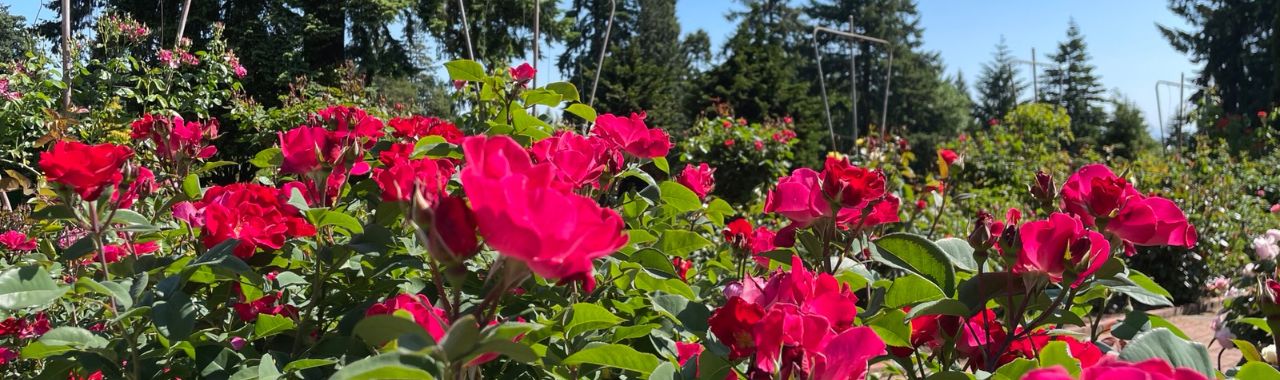 Hike to the International Rose Test Garden from Hoyt Arboretum