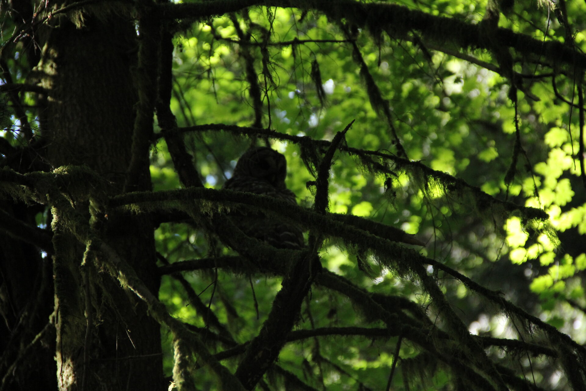 Owls at Hoyt Arboretum - Hoyt Arboretum