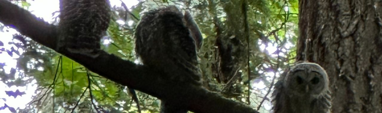 Owls at Hoyt Arboretum