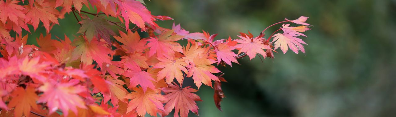 Members Fall Colors Tour