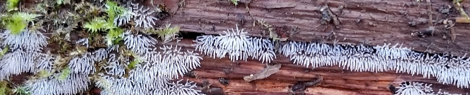 WAITLIST-Fall Mushroom Discovery Walk