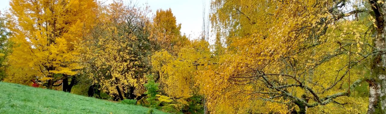 The Fall Foliage of 2023 at Hoyt Arboretum