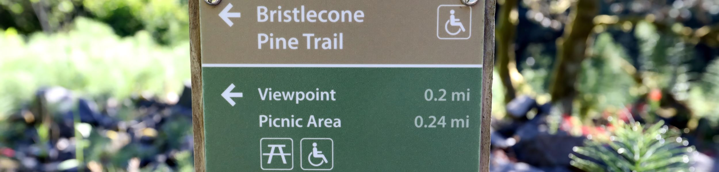 BRISTLECONE PINE TRAIL USABILITY