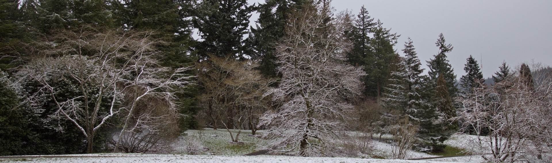 Winter Tree Energy – waitlist