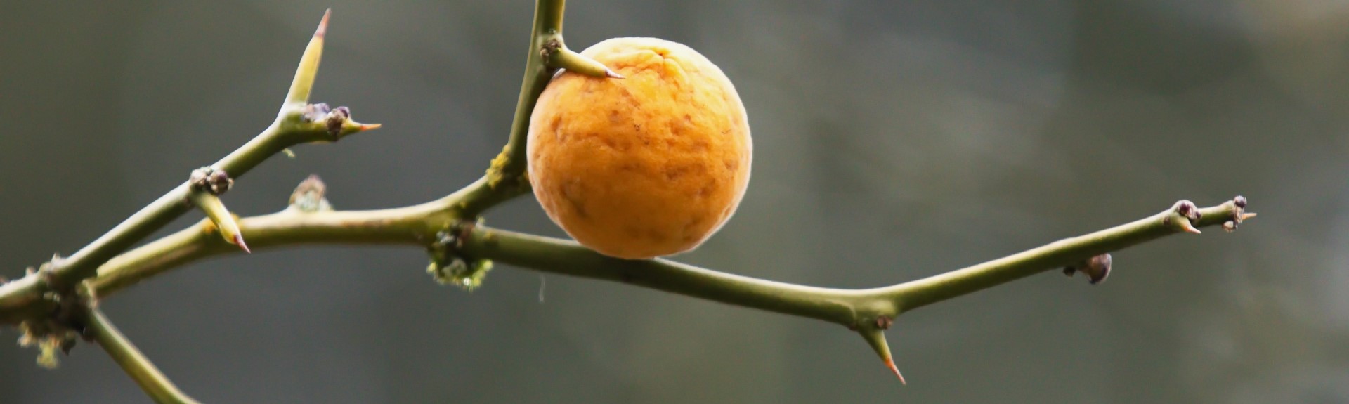 WAITLIST – Winter Plant ID
