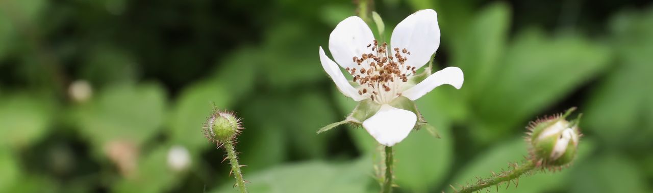 Community Scientists Survey & Assess Invasive Blackberry Species